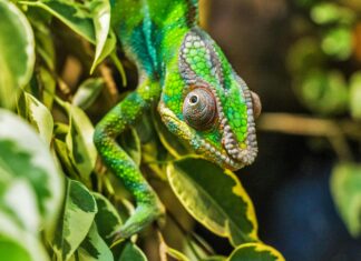 Güneş Enerjisi Teknolojilerinde Patent Koruma Stratejileri Nelerdir?