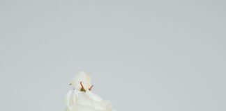 Holding Binalarında Güneş Enerjisi ile Karbon Ayak İzi Azaltımı Nasıl Sağlanır?