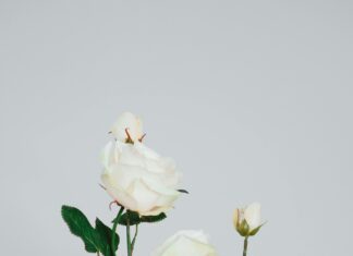 Holding Binalarında Güneş Enerjisi ile Karbon Ayak İzi Azaltımı Nasıl Sağlanır?