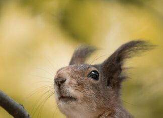 Güneş Enerjisi ile Atık Üretiminde Azalma: Geleceği Şekillendirin