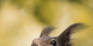Güneş Paneli Atık Yönetiminde Yeni Avrupa Standardı Nedir?