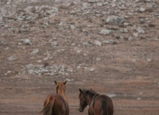 Fotovoltaik Sistemlerde Uluslararası Standartlara Uyum Neden Önemli?