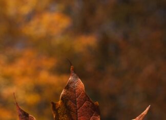 Güneş Enerjisi ile Doğa Dostu Kentsel Gelişimde Neler Bekleniyor?
