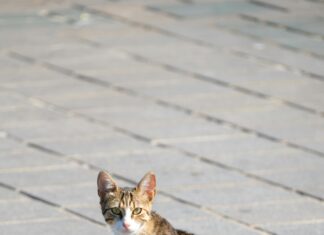 Fotovoltaik Sistemlerde Hibrit Modellerin Yükselişi Neden Önemli?