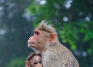 Fotovoltaik Endüstri 2025’te Hızla Büyüyen Şirketler ve Ülkeler